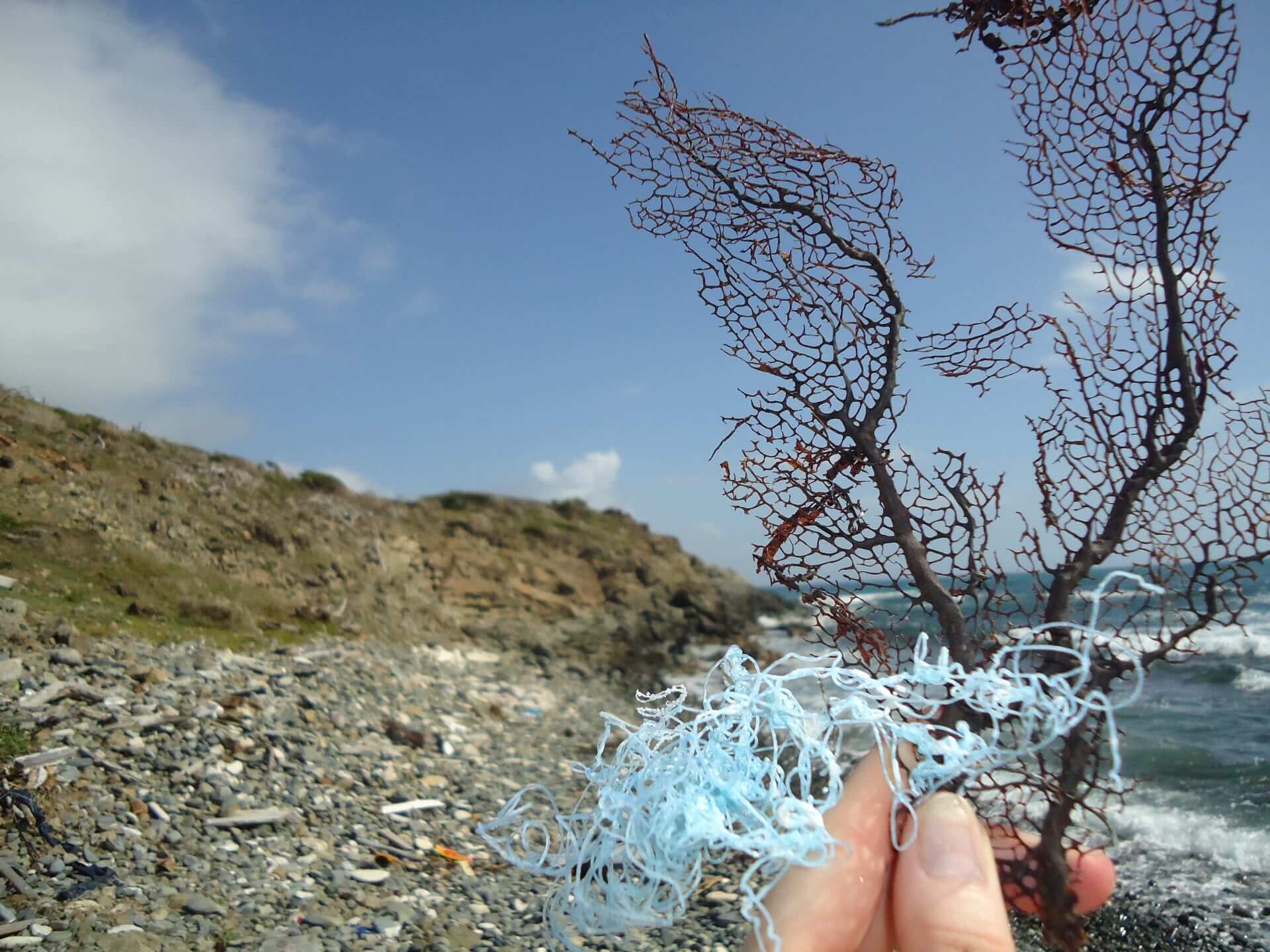 A coral branch tangled in plastic in Saint-Martin, Caribbean, 2016. © Géraldine Le Roux
